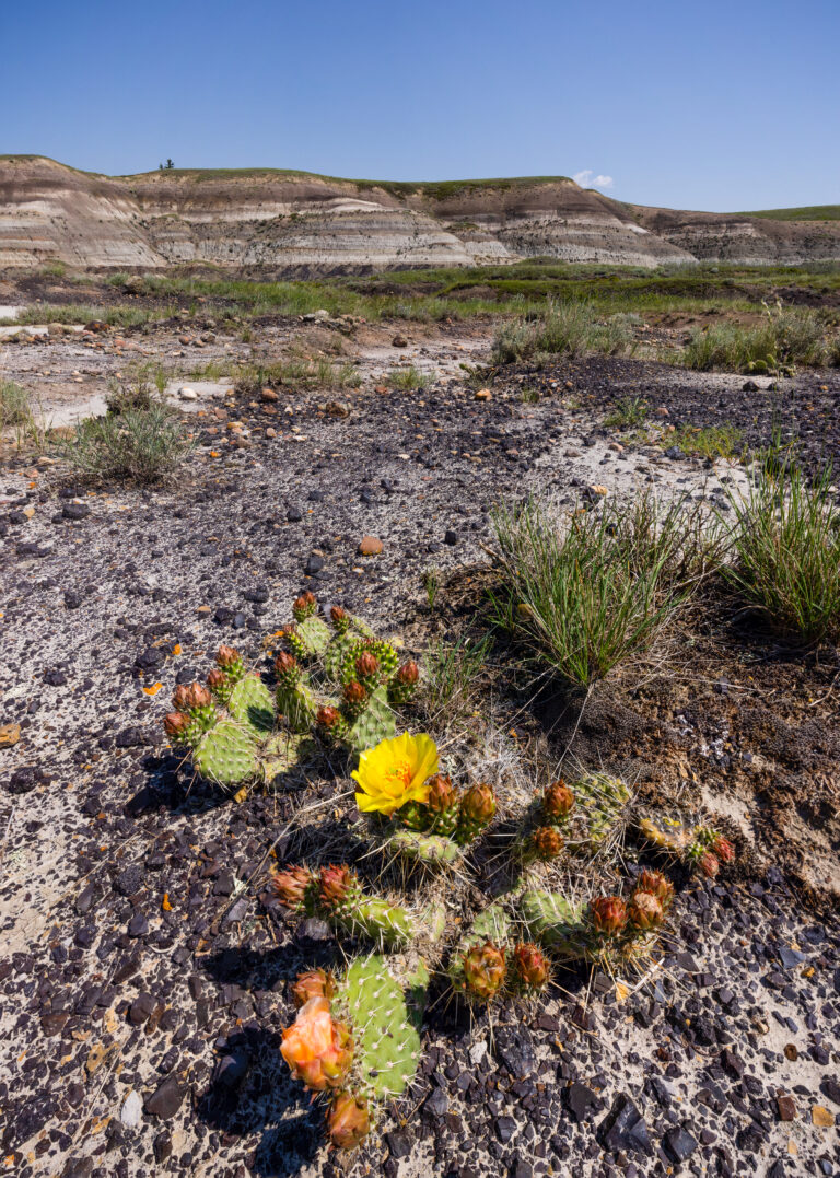 Horseshoe Canyon, AB 07-22 (4)