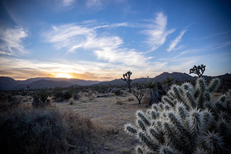 Joshua-Tree-National-Park-California-2